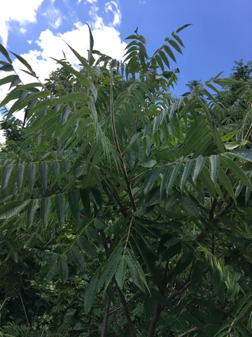Leaves of Rhus typhina.
