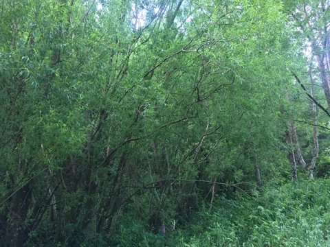 Salix × fragilis with leafy branches overhanging the ground.