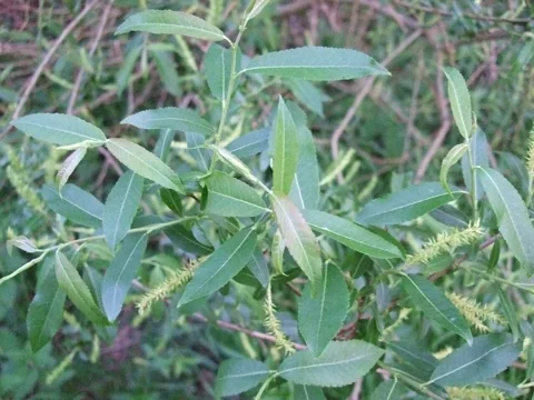 Leaves and developing fruiting catkins of Salix triandra.