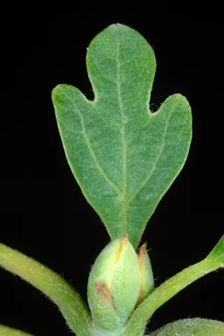 Young shoots and leaves of Sassafras albidum.