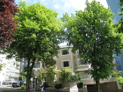 A Tilia americana tree.