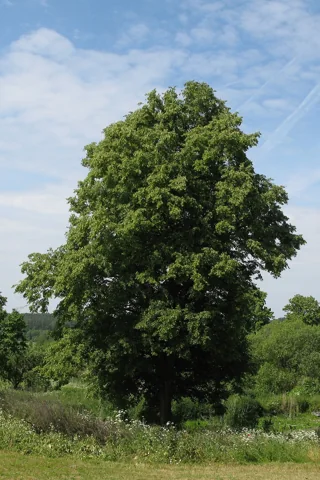 A Tilia cordata tree.