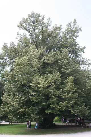 A Tilia tomentosa tree.