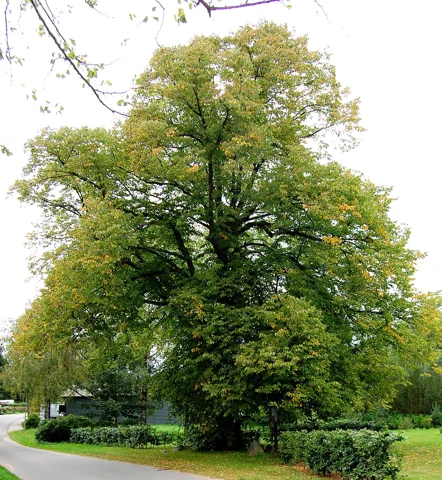 A Tilia × europaea tree.