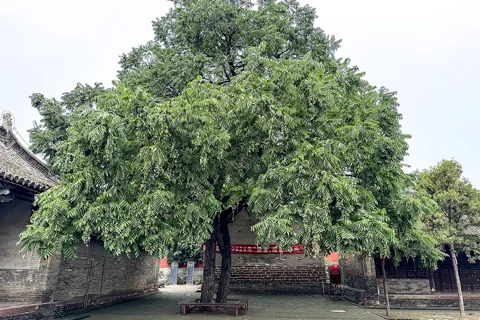 A Toona sinensis tree.