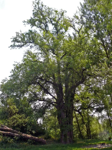 A Ulmus laevis tree.