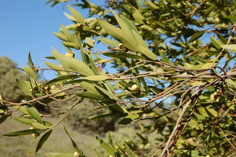 Leaves of Umbellularia californica.