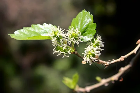 Pale Morus alba flower clusters beside young green leaves.