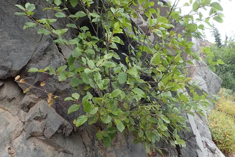 The growth habit of Alnus alnobetula subsp. sinuata.