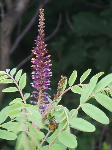 Flowers of Amorpha fruticosa.
