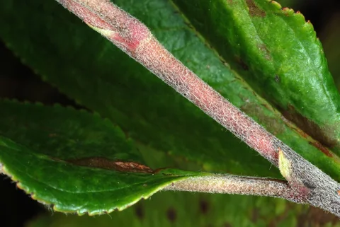 A close view of stems and foliage of Aronia arbutifolia.