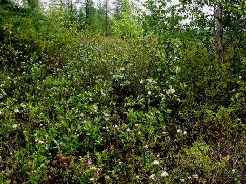 Aronia melanocarpa growing and flowering in natural vegetation.