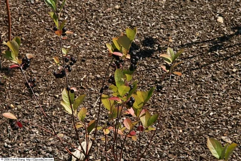 The growth habit of Aronia × prunifolia.