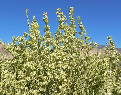 The branching growth of Atriplex canescens.