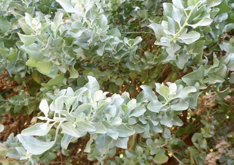 Leaves of Atriplex halimus.