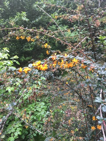 Berberis darwinii in flower.