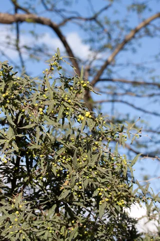 Berberis gagnepainii in flower.