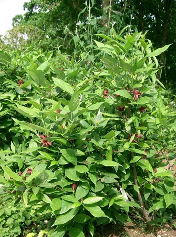 The branching growth of Calycanthus floridus.
