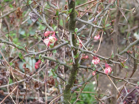 Chaenomeles cathayensis in flower.