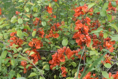 A flowering Chaenomeles japonica shrub with orange-red blossoms.