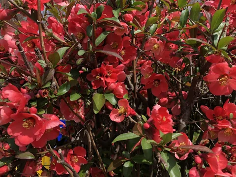 Flowers of Chaenomeles speciosa.