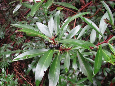 Leaves of Tasmannia lanceolata.