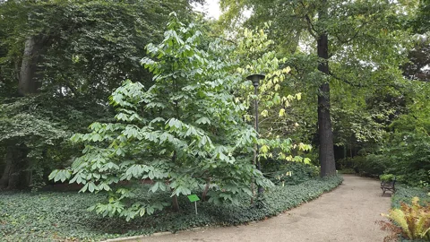 Asimina triloba growing in the botanical garden in Wrocław, Poland.