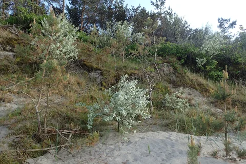 The growth habit of Elaeagnus commutata.