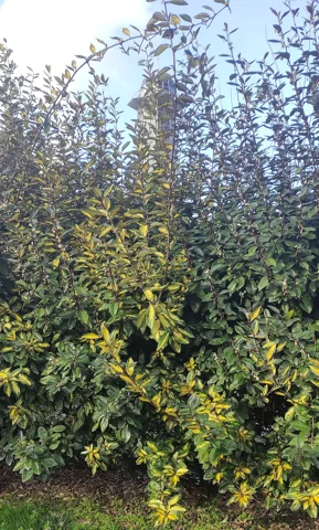 The branching growth of Elaeagnus pungens.