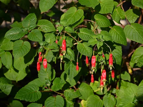 Fuchsia splendens in flower.