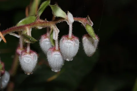 Flowers of Gaultheria shallon.