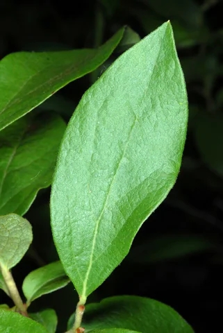 Leaves of Gaylussacia baccata.