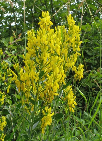 Genista tinctoria in flower.