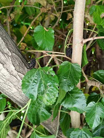 Leaves of Morus nigra.