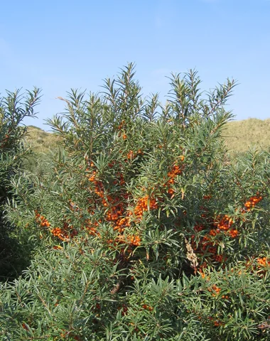 A fruiting Hippophae rhamnoides shrub.