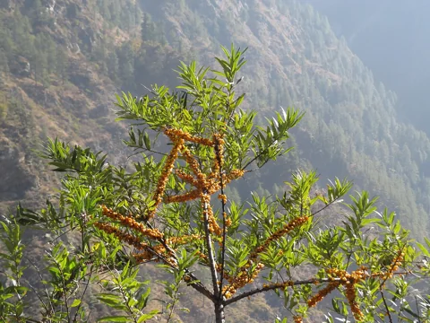 A fruiting Hippophae salicifolia plant.