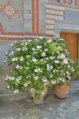 Hydrangea serrata cultivar 'Bluebird' in flower.