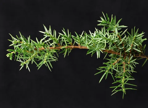 Leaves of Juniperus communis.