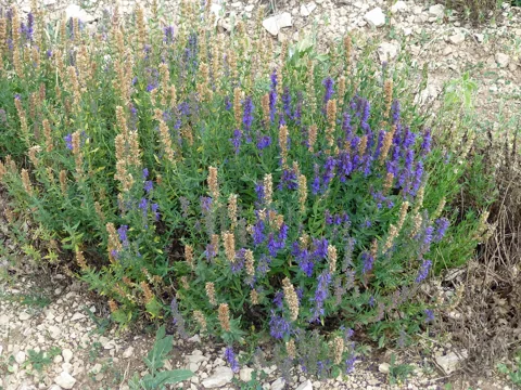 Lavandula latifolia in flower.