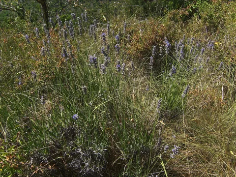 Lavandula × intermedia in flower.