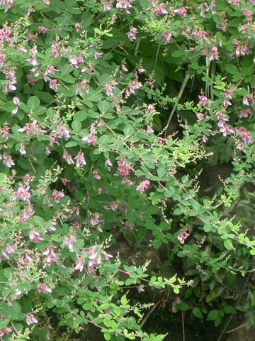 Lespedeza bicolor in flower.