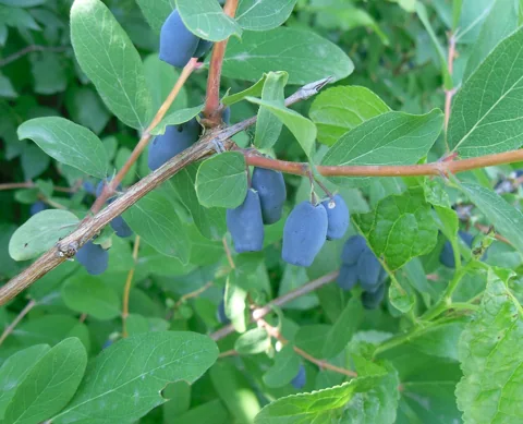 A fruiting Lonicera caerulea plant.