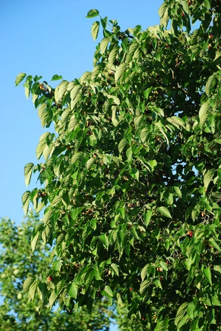 The growth habit of Morus rubra.