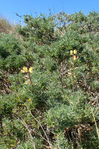 The branching growth of Lupinus arboreus.