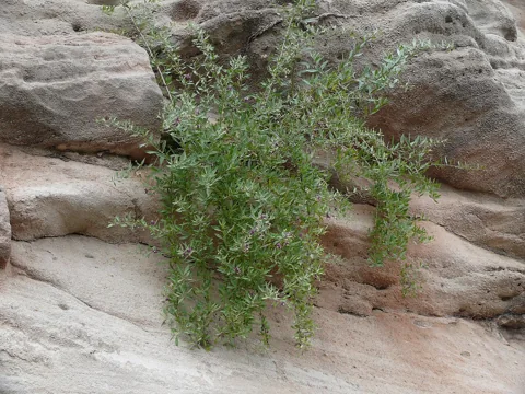 The branching growth of Lycium barbarum.