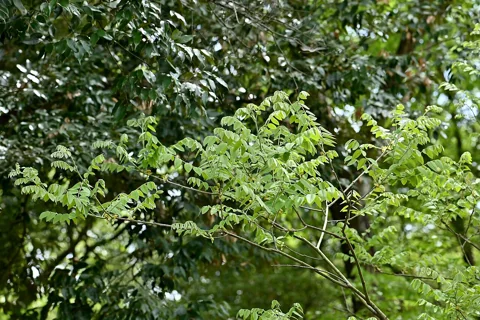 The growth habit of Maackia amurensis.
