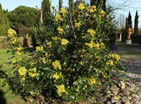 Berberis aquifolium in flower.