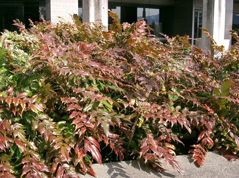 The growth habit of Berberis japonica.