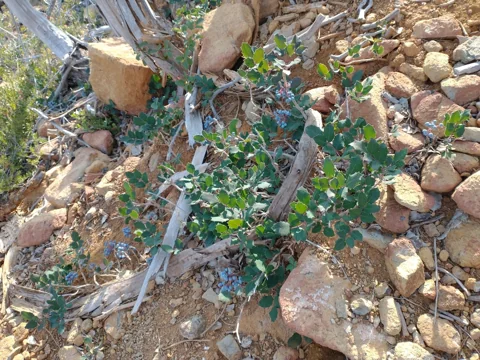 Low-growing Berberis pumila with foliage and blue fruit among rocks; catalogued as Mahonia pumila.