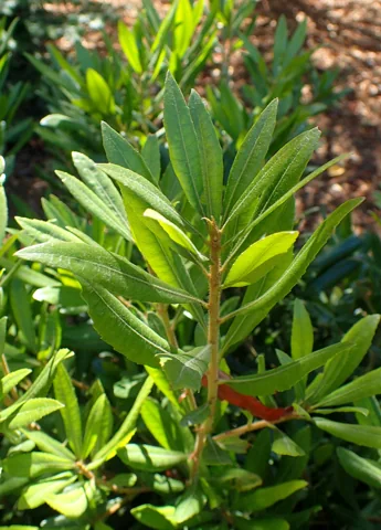 Leaves of Myrica californica.